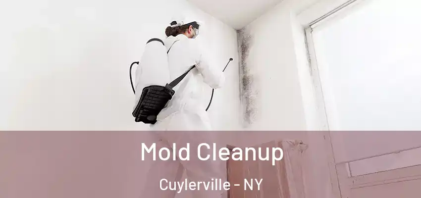  Mold Cleanup Cuylerville - NY