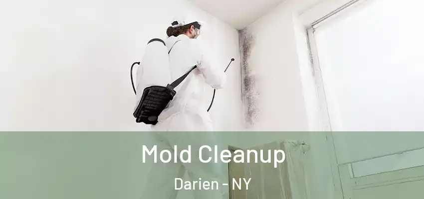  Mold Cleanup Darien - NY