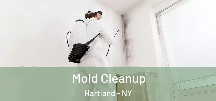  Mold Cleanup Hartland - NY