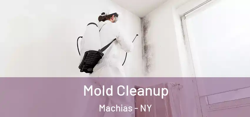  Mold Cleanup Machias - NY