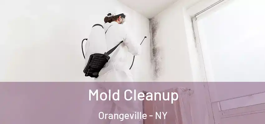  Mold Cleanup Orangeville - NY
