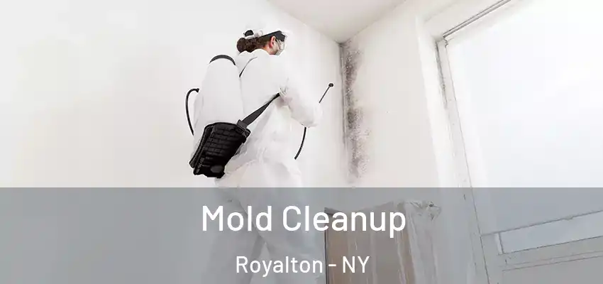  Mold Cleanup Royalton - NY