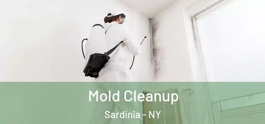  Mold Cleanup Sardinia - NY