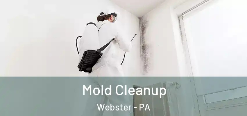  Mold Cleanup Webster - PA