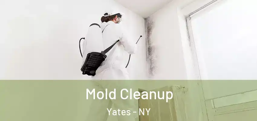  Mold Cleanup Yates - NY