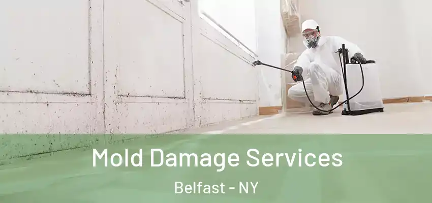  Mold Damage Services Belfast - NY