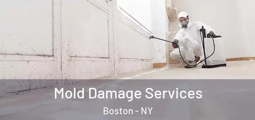  Mold Damage Services Boston - NY
