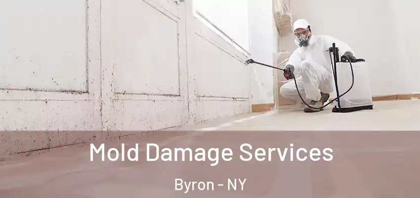  Mold Damage Services Byron - NY