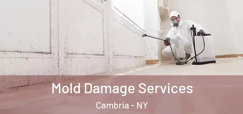  Mold Damage Services Cambria - NY