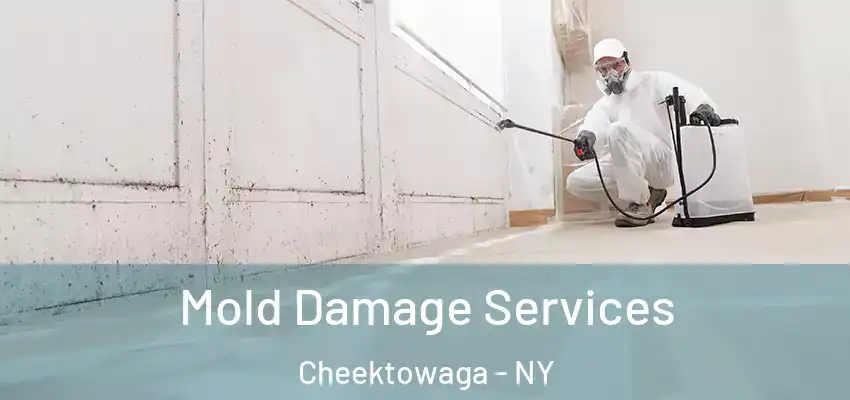  Mold Damage Services Cheektowaga - NY