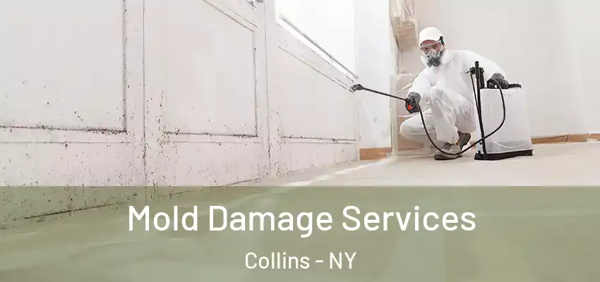  Mold Damage Services Collins - NY