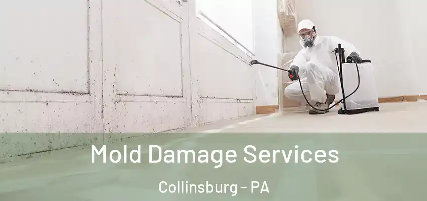  Mold Damage Services Collinsburg - PA