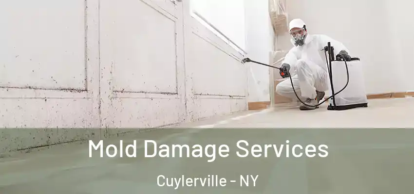  Mold Damage Services Cuylerville - NY