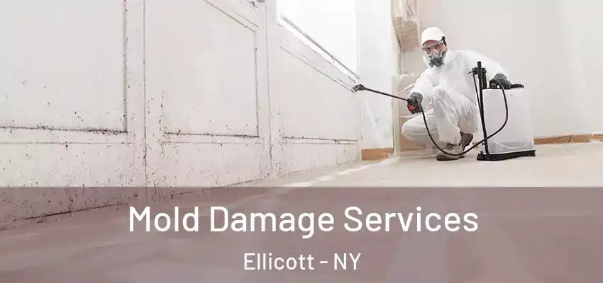 Mold Damage Services Ellicott - NY