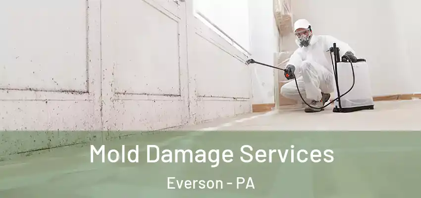  Mold Damage Services Everson - PA