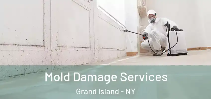 Mold Damage Services Grand Island - NY