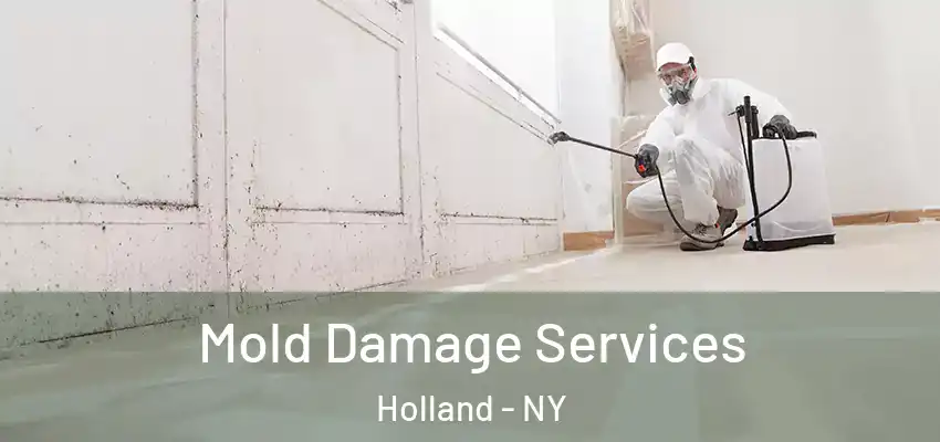  Mold Damage Services Holland - NY