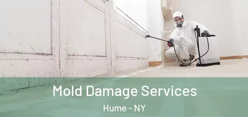  Mold Damage Services Hume - NY