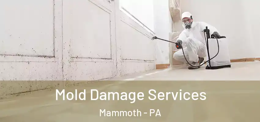  Mold Damage Services Mammoth - PA