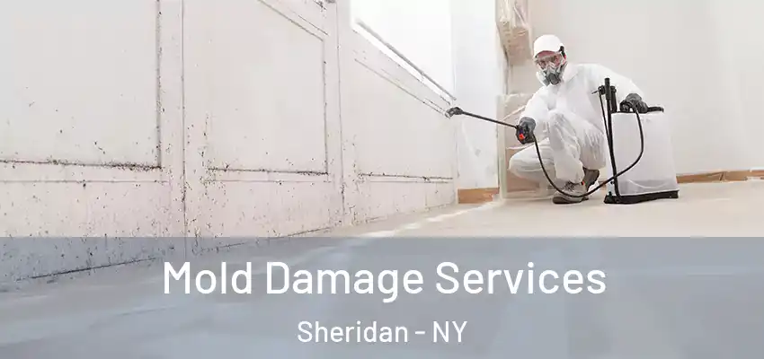  Mold Damage Services Sheridan - NY