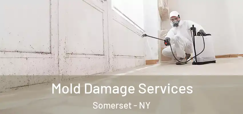  Mold Damage Services Somerset - NY