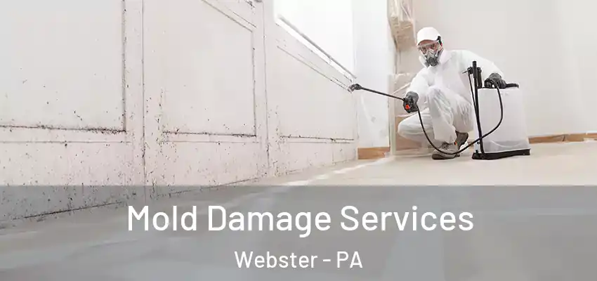  Mold Damage Services Webster - PA