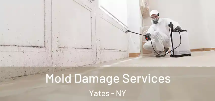  Mold Damage Services Yates - NY