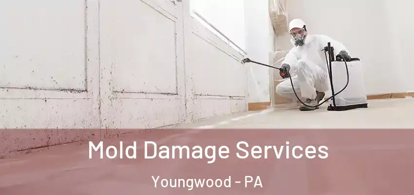  Mold Damage Services Youngwood - PA