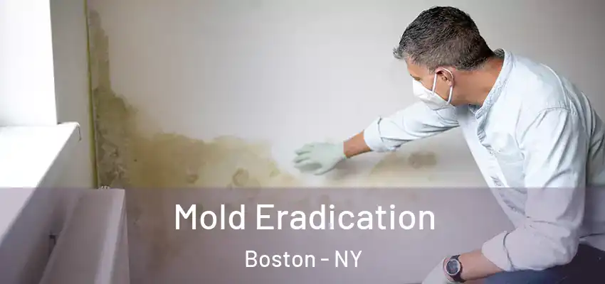  Mold Eradication Boston - NY