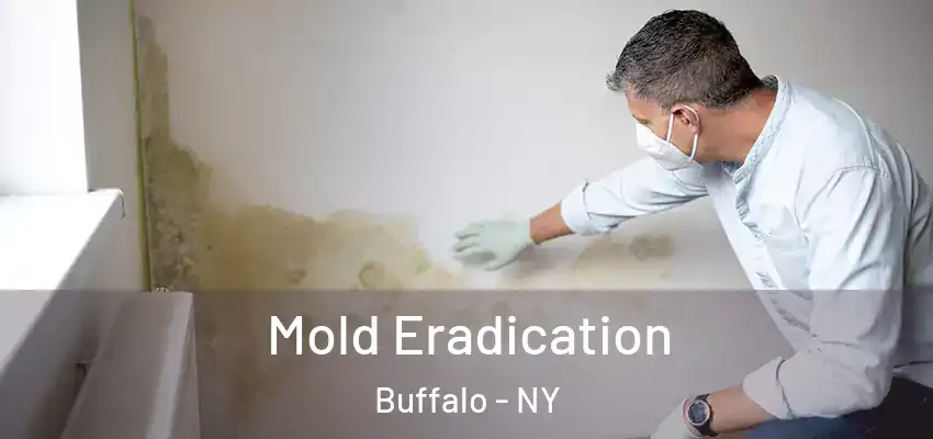  Mold Eradication Buffalo - NY