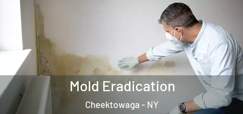  Mold Eradication Cheektowaga - NY
