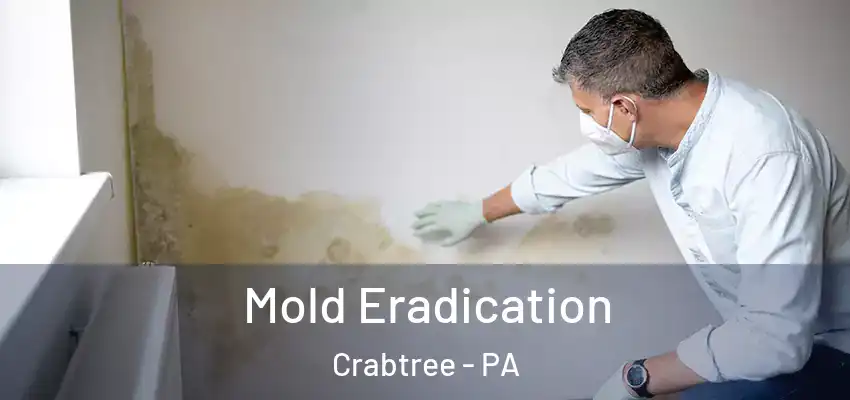  Mold Eradication Crabtree - PA