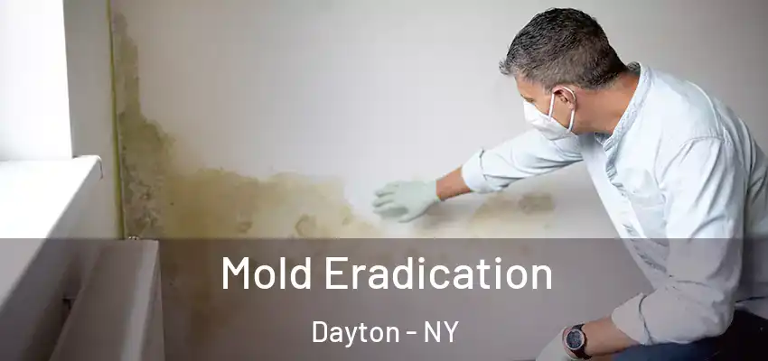  Mold Eradication Dayton - NY
