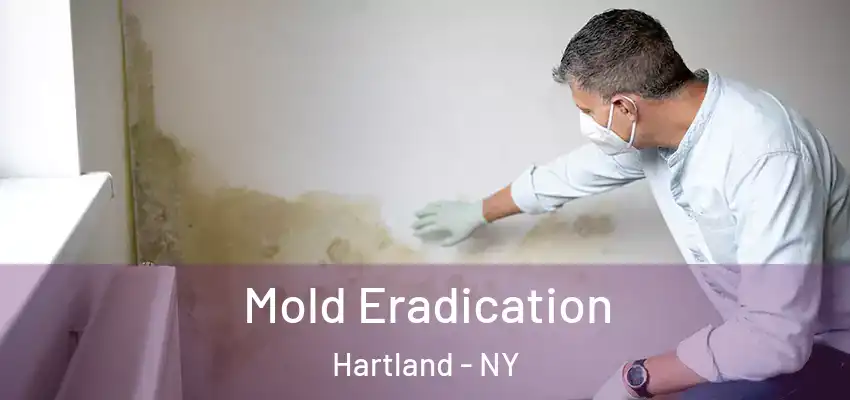  Mold Eradication Hartland - NY