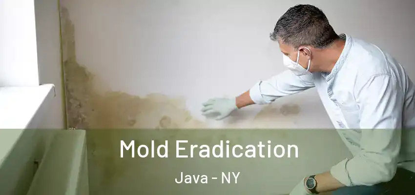  Mold Eradication Java - NY