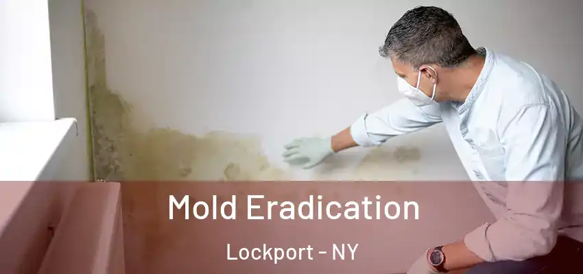  Mold Eradication Lockport - NY