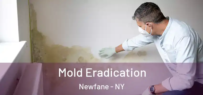  Mold Eradication Newfane - NY