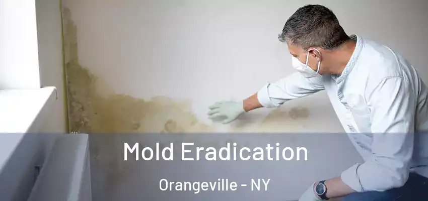  Mold Eradication Orangeville - NY