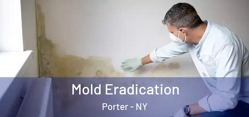  Mold Eradication Porter - NY
