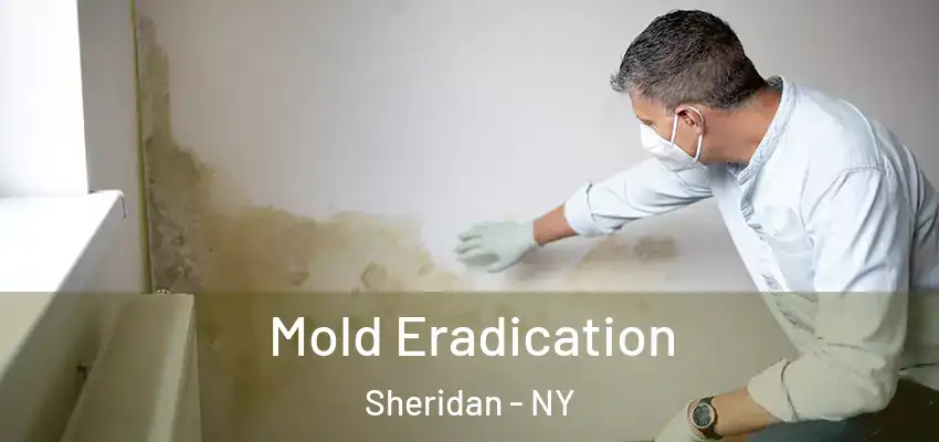  Mold Eradication Sheridan - NY