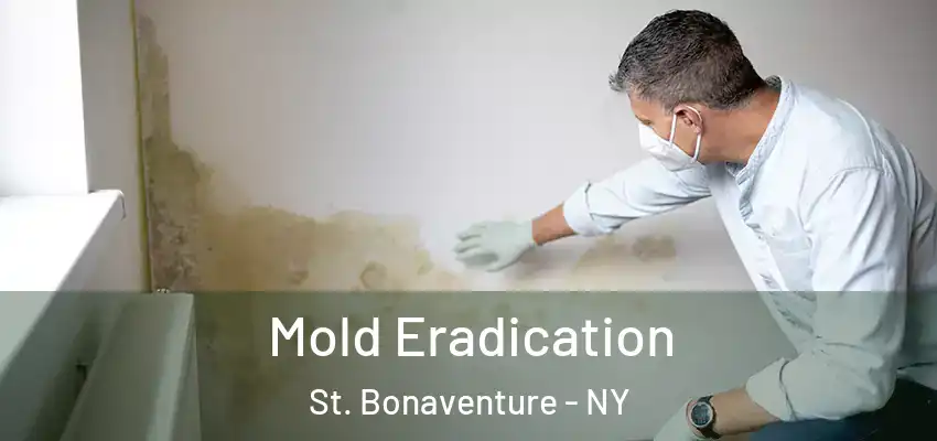  Mold Eradication St. Bonaventure - NY