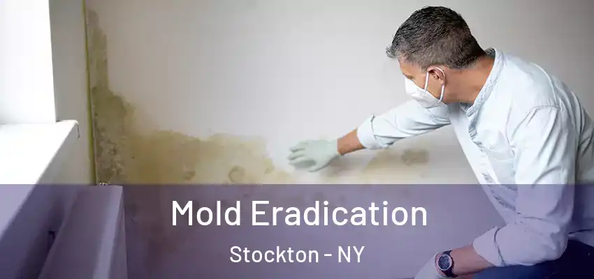  Mold Eradication Stockton - NY