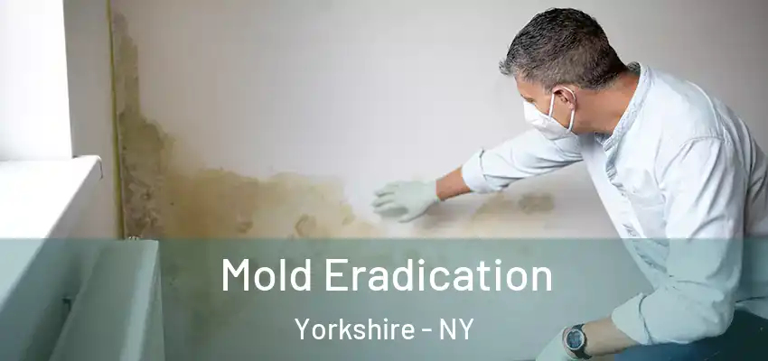 Mold Eradication Yorkshire - NY