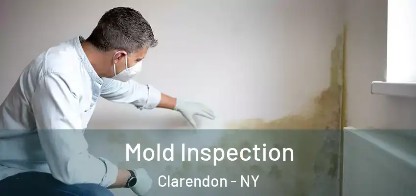  Mold Inspection Clarendon - NY