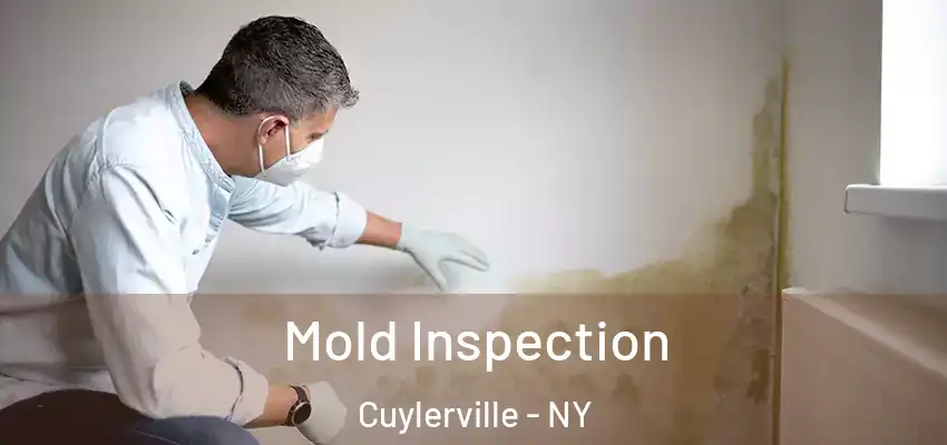  Mold Inspection Cuylerville - NY