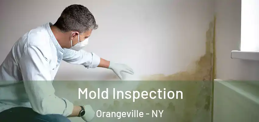  Mold Inspection Orangeville - NY
