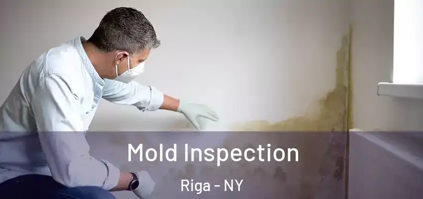  Mold Inspection Riga - NY