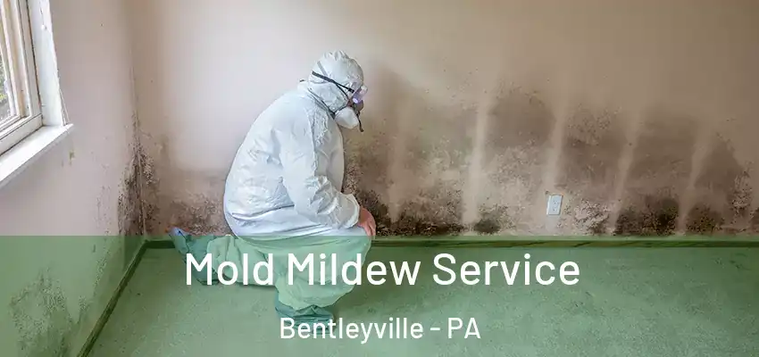  Mold Mildew Service Bentleyville - PA