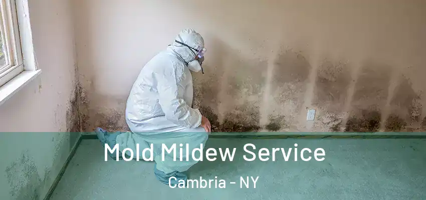  Mold Mildew Service Cambria - NY