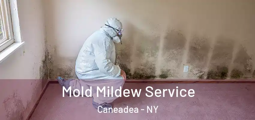  Mold Mildew Service Caneadea - NY